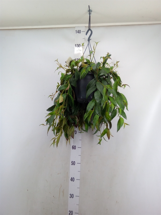 <h4>Aeschynanthus marmoratus</h4>