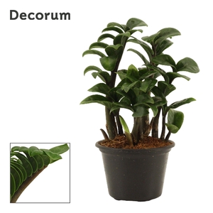 Zamioculcas Zenzi 11 cm Decorum, 3+ veren