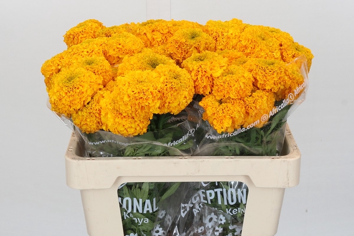 <h4>Tagetes Marigold Promise Light Orange</h4>