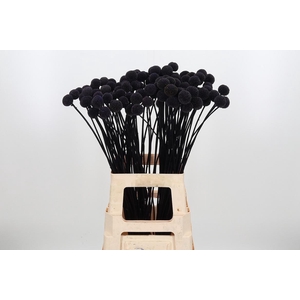 Craspedia Kl Bh Aubergine Xl