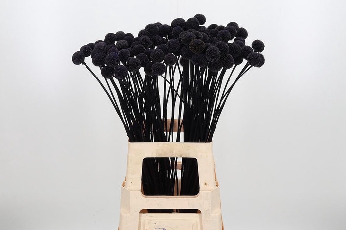 <h4>Craspedia Kl Bh Aubergine Xl</h4>