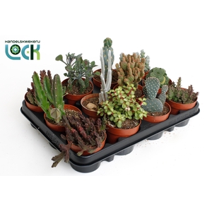 CACTUS GEM 6 SRT
