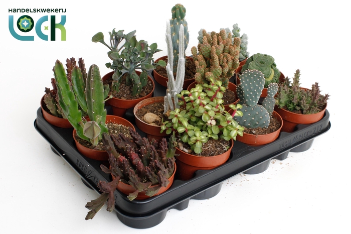 <h4>CACTUS GEM 6 SRT</h4>