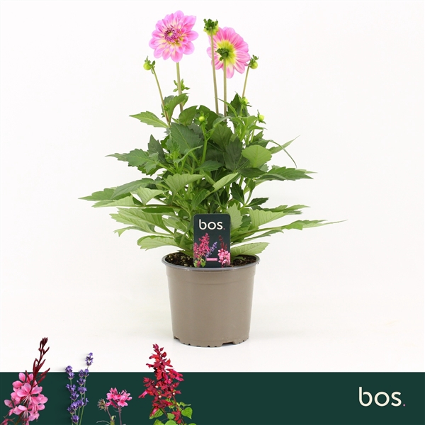 <h4>Dahlia Dalina Maxi, Salinas</h4>