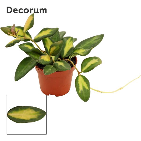 <h4>Hoya 6 cm Burtoniae variegata Decorum</h4>