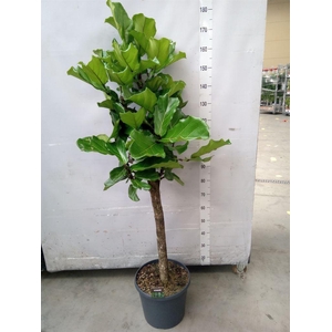 Ficus lyrata