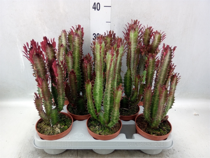 Euphorbia trigona 'Rubra'