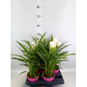 Curcuma alism. 'Siam Sisto'