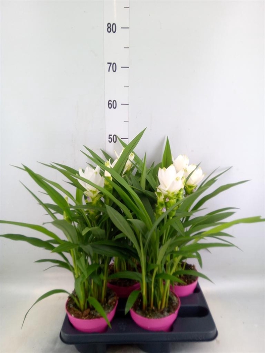 <h4>Curcuma alism. 'Siam Sisto'</h4>