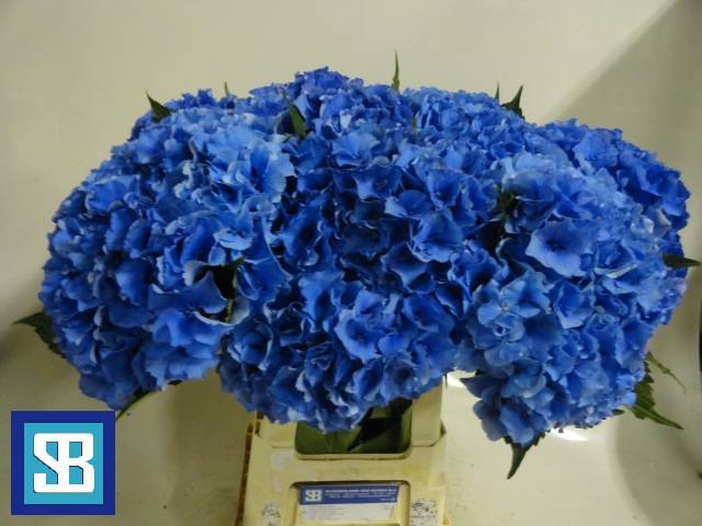 <h4>HYDR M ROYAL PARADE</h4>