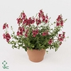 Diascia  'FlyColors Upright Red'