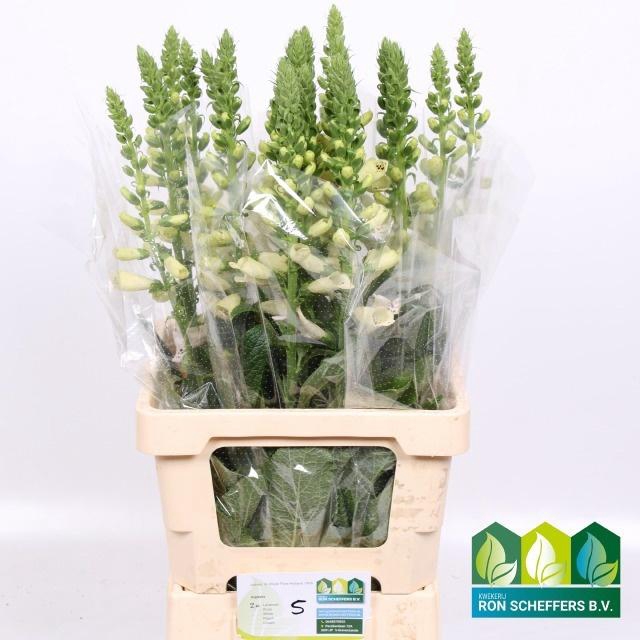 <h4>DIGI CAMELOT LAVEND</h4>