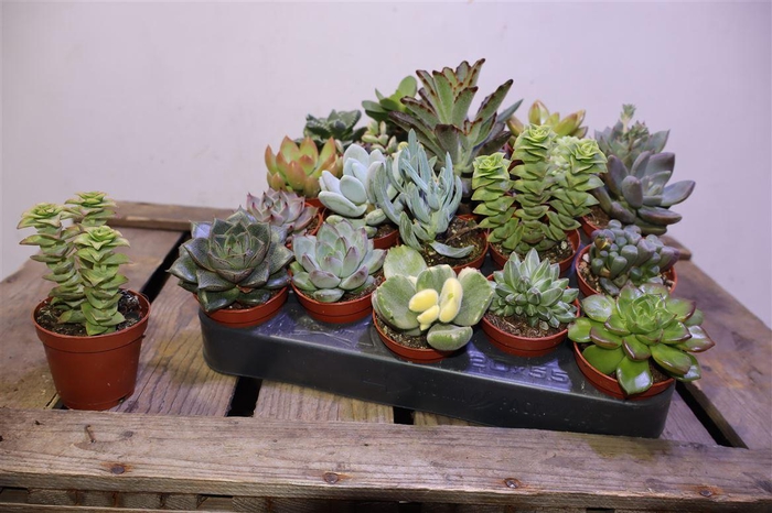 <h4>arr8 Succ Ov</h4>