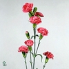 DI TR LIGHT PINK ACADEMY X25