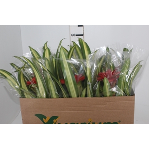 BROMELIA GUZMANIA LINGULATA MARGINATA P12
