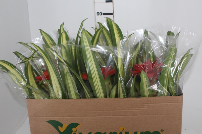 <h4>BROMELIA GUZMANIA LINGULATA MARGINATA P12</h4>