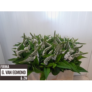 LYSIM CLETHROIDES