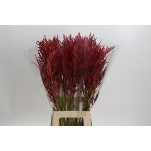 Bromelia Red Paloma