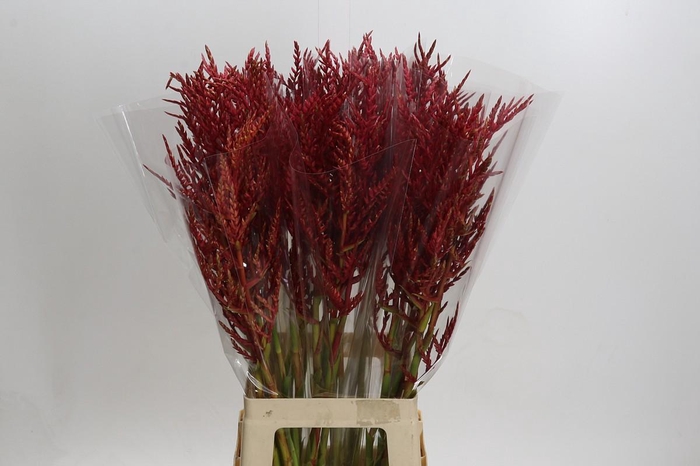 Bromelia Red Paloma