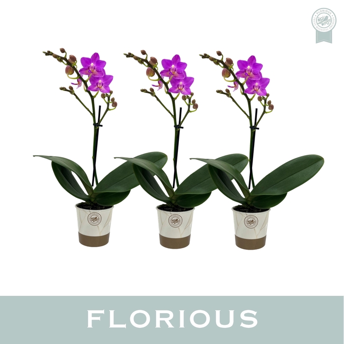 <h4>No9 Phal 1 Tak Roze Pink Flamingo</h4>