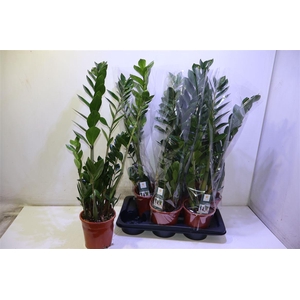 Zamio Zamiifolia