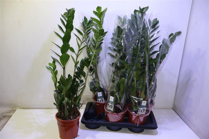 <h4>Zamio Zamiifolia</h4>
