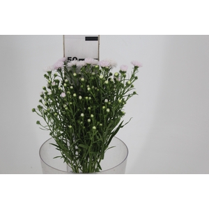 ASTER MARIANA 050 CM ROSA CLARO
