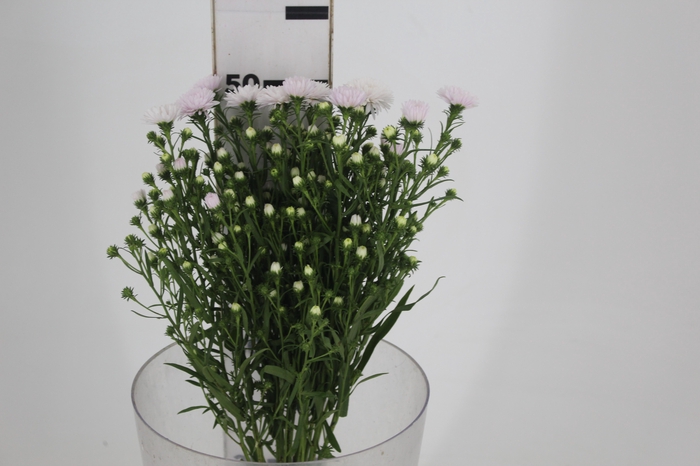 <h4>ASTER MARIANA 050 CM ROSA CLARO</h4>