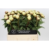 Paeonia Dr F.G. Brethour