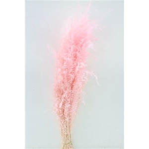 Dried Munni Grass L Pink Bunch