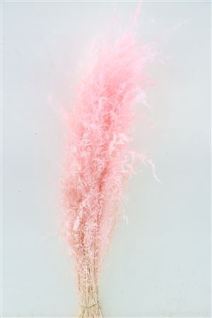 Dried Munni Grass L Pink Bunch