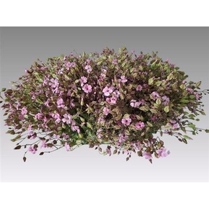 Saponaria Bs Roze