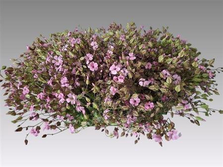 <h4>Saponaria Bs Roze</h4>