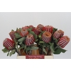 Banksia Coccinea