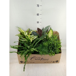 Planten Groen   ...mix 12