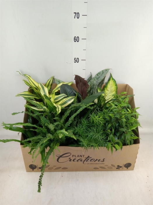 <h4>Planten Groen   ...mix 12</h4>