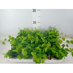 Ficus pumila 'Sunny Green'