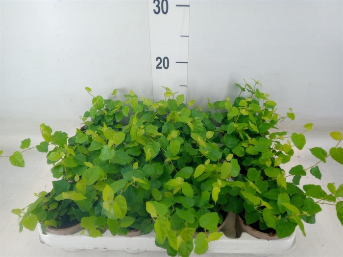 <h4>Ficus pumila 'Sunny Green'</h4>