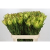 Leucadendron Goldstrike