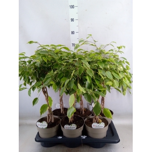 Ficus benja. 'Golden King'