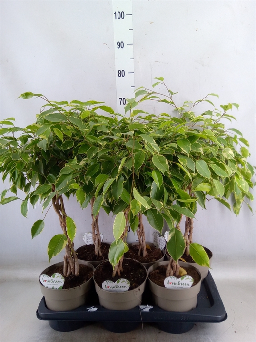 <h4>Ficus benja. 'Golden King'</h4>