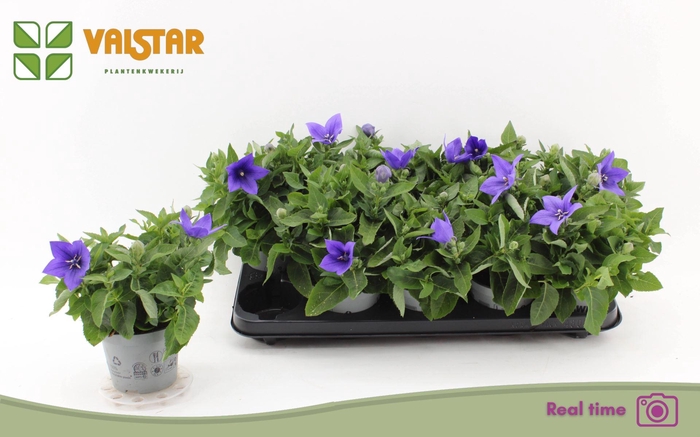 <h4>Platycodon grand. Astra Blue</h4>