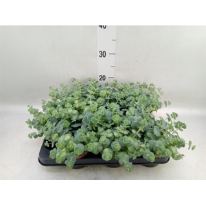 Sedum sieboldii 'Mediovariegatum'