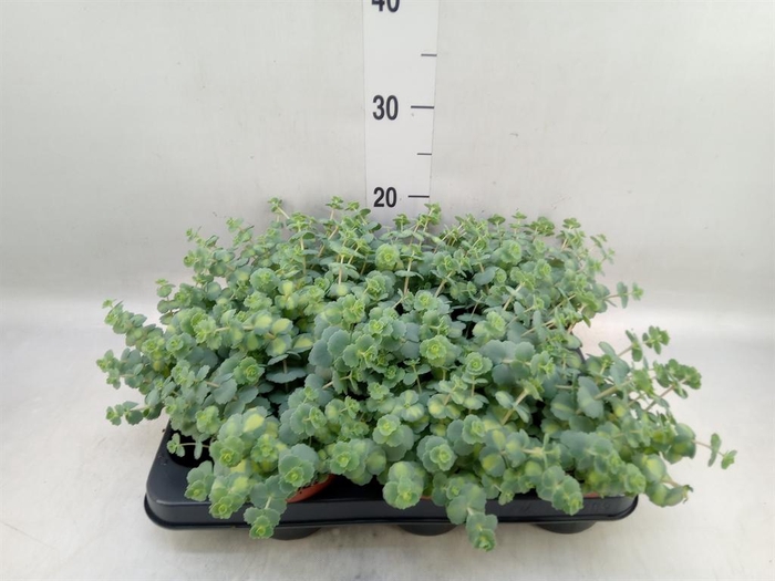 <h4>Sedum sieboldii 'Mediovariegatum'</h4>