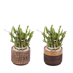 Lucky Bamboo Shape Round 2B Ø10cm Ceramic PL568