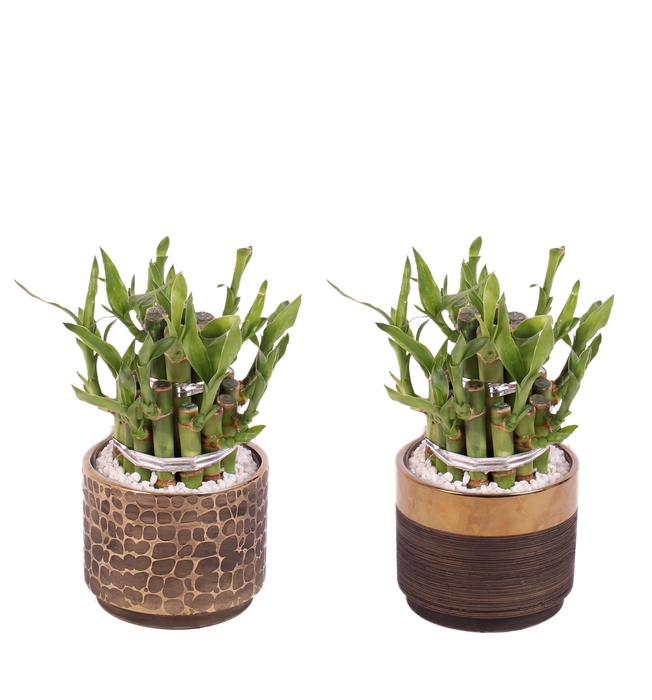 <h4>Lucky Bamboo Shape Round 2B Ø10cm Ceramic PL568</h4>