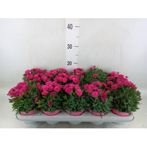 Dianthus car. 'Peman'