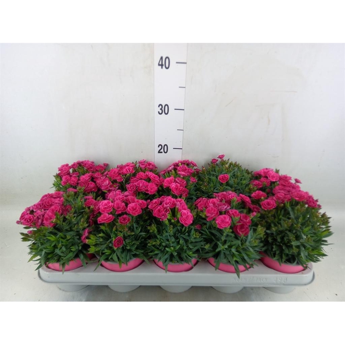 <h4>Dianthus car. 'Peman'</h4>