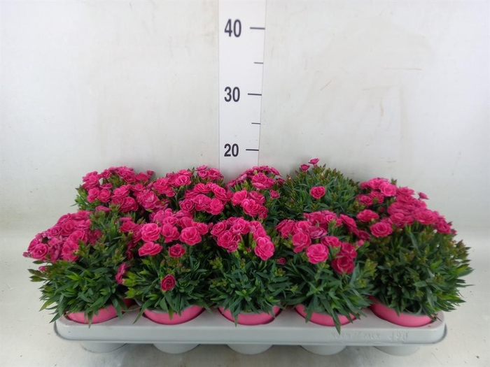 <h4>Dianthus car. 'Peman'</h4>