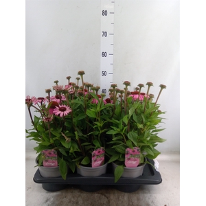Echinacea purp. 'Mooodz Courage'